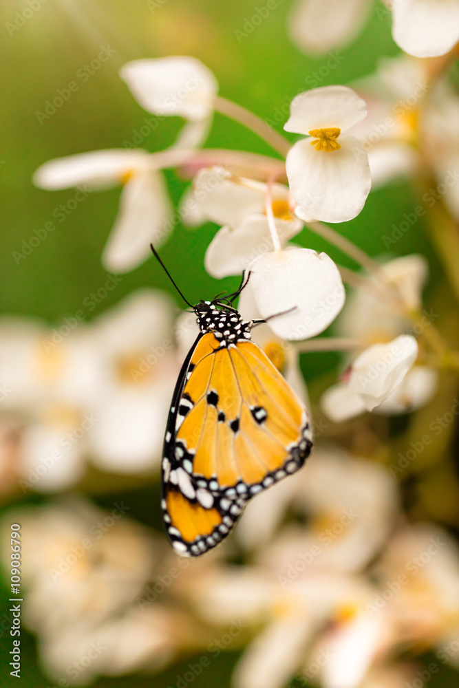 Closeup butterfly on flower blossom