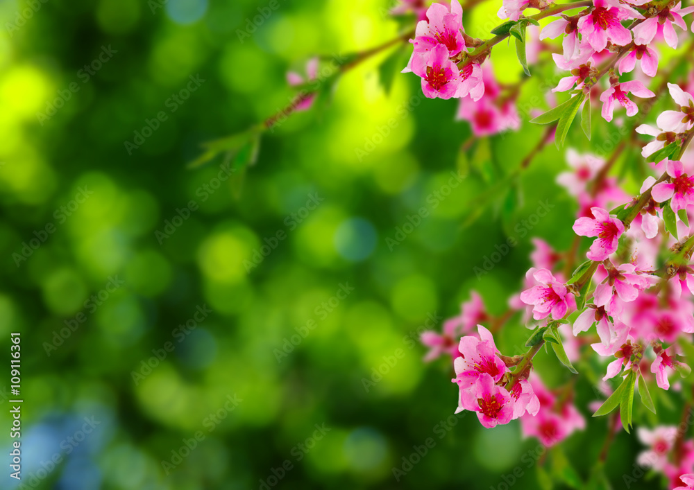 Spring blossom with soft blur background