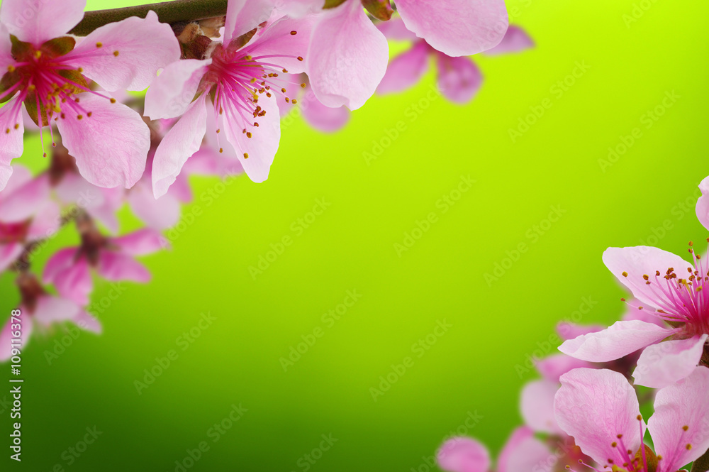 Spring blossom with soft blur background