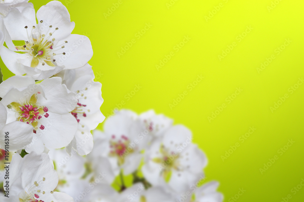 Spring blossom with soft blur background