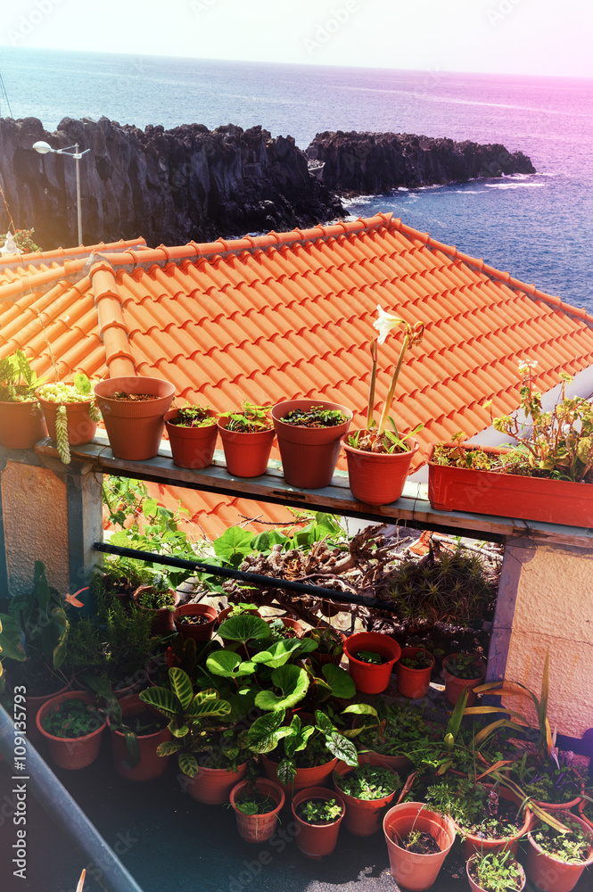 House decoration with green plants in flower pots