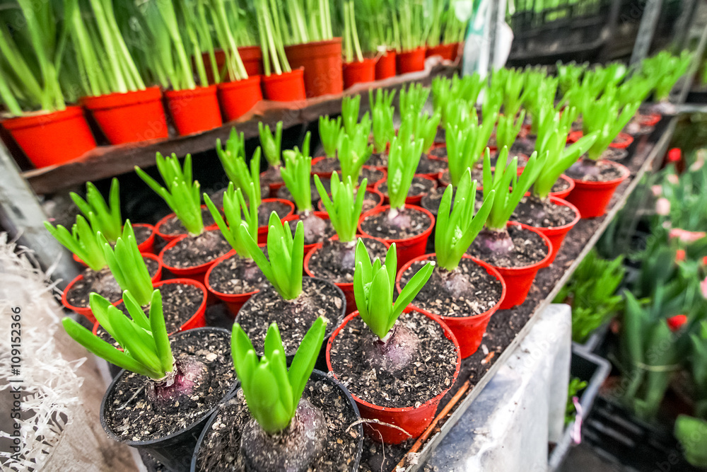 Greenhouse full of flowers.