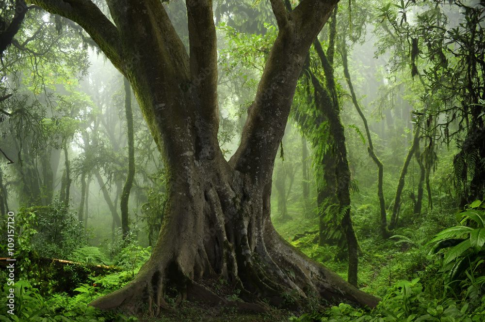 Jungla de Nepal