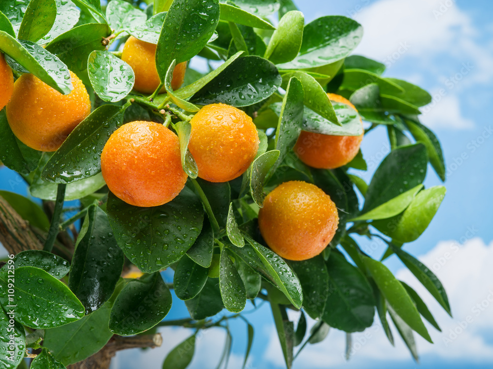  Ripe tangerine fruits on the tree.