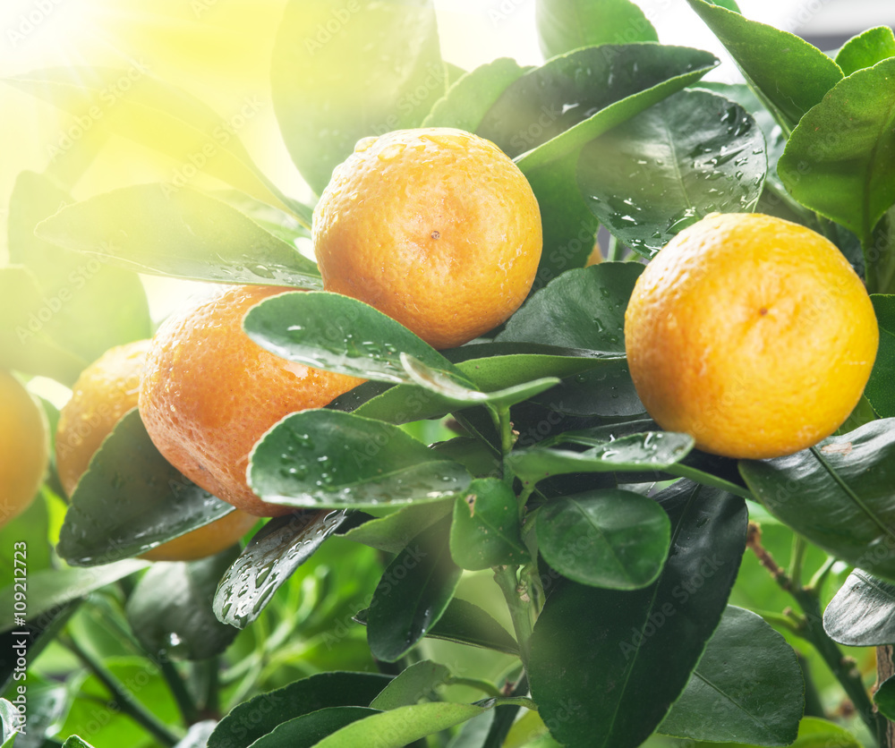 Ripe tangerine fruits on the tree in the sunlight.