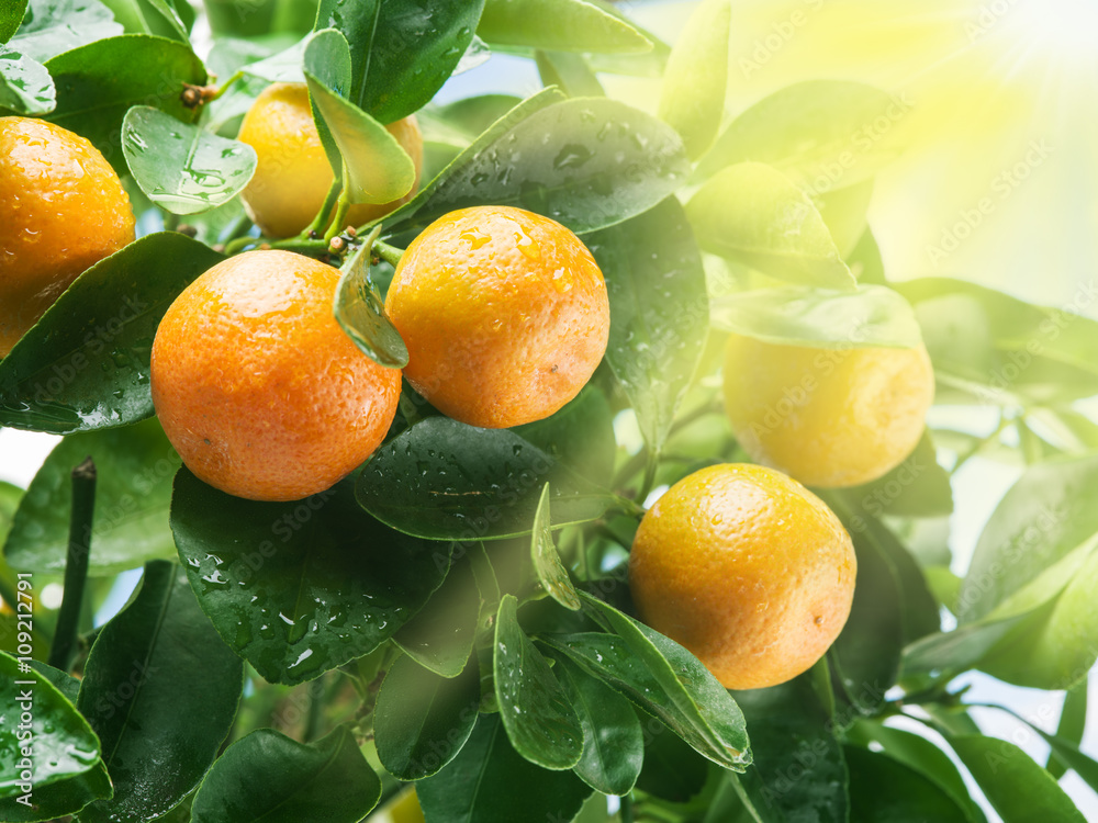 Ripe tangerine fruits on the tree in the sunlight.