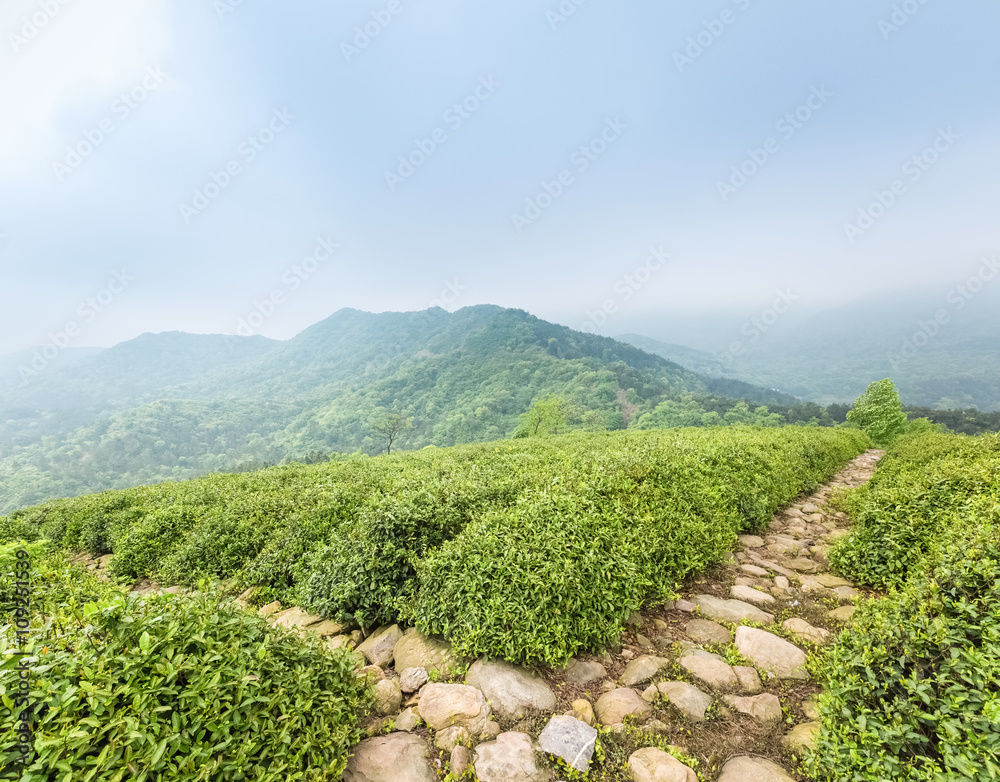 tea plantation