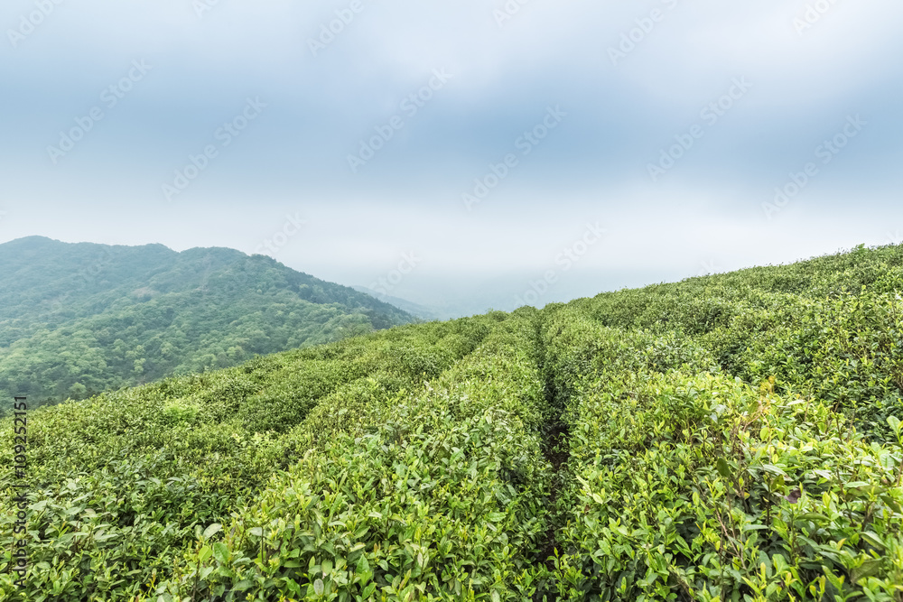 tea plantation