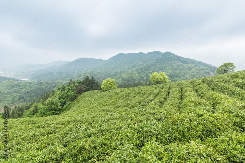 绿茶种植园