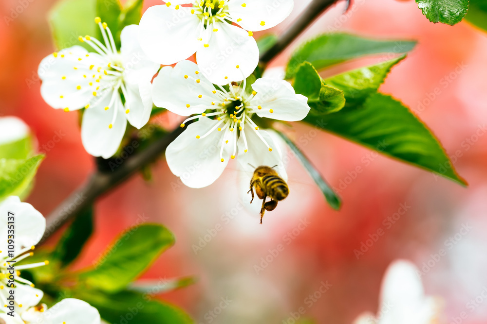 蜜蜂在春天开花