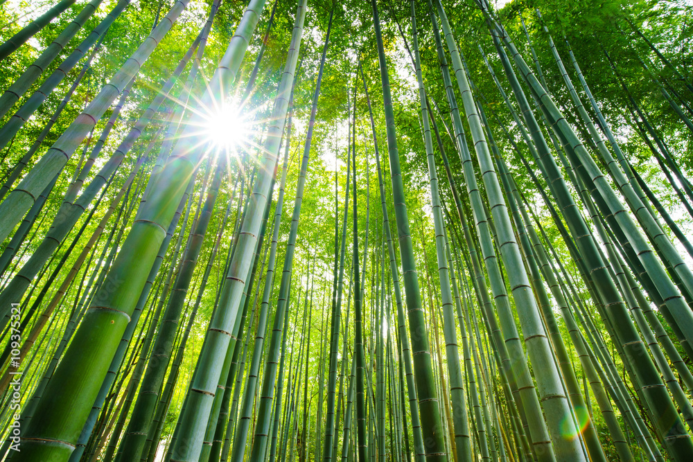 Bamboo forest, Arashiyama, Kyoto, Japan