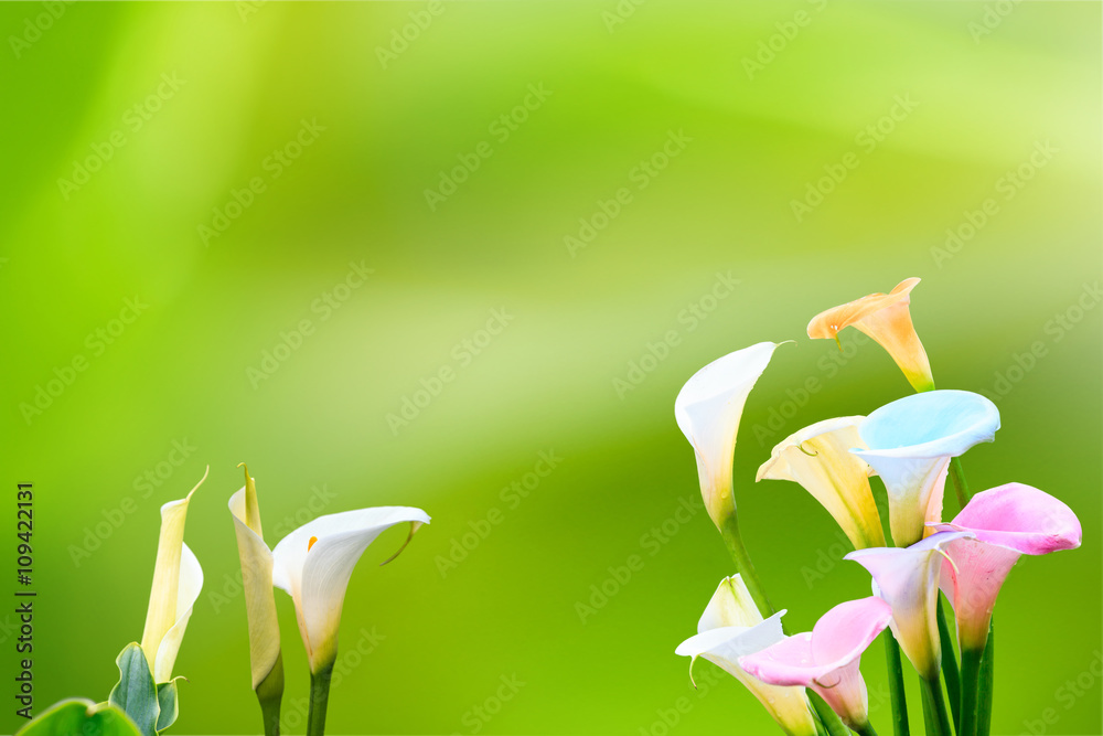 beautiful calla lily with nice background color