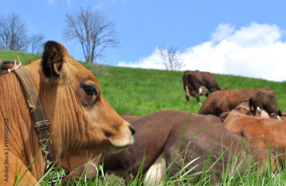 portrait vache tarine couché dans lherbe