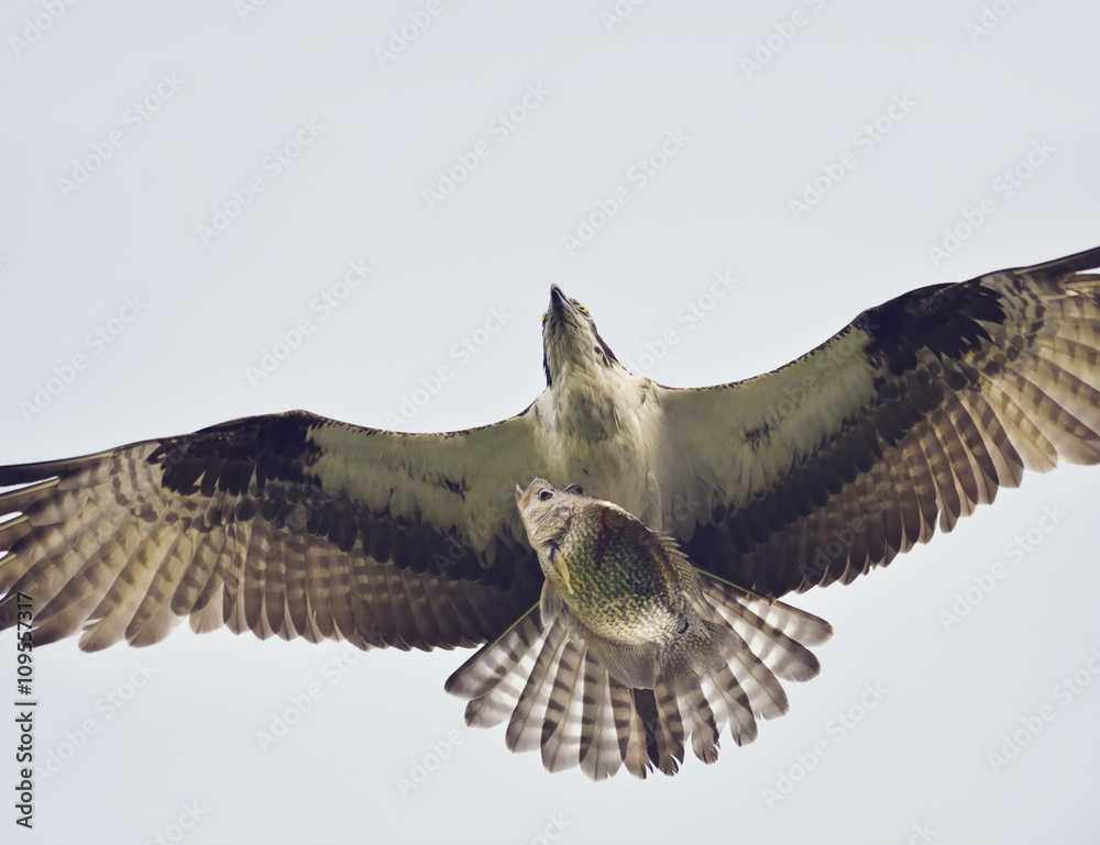 Osprey Eagle with a Fish