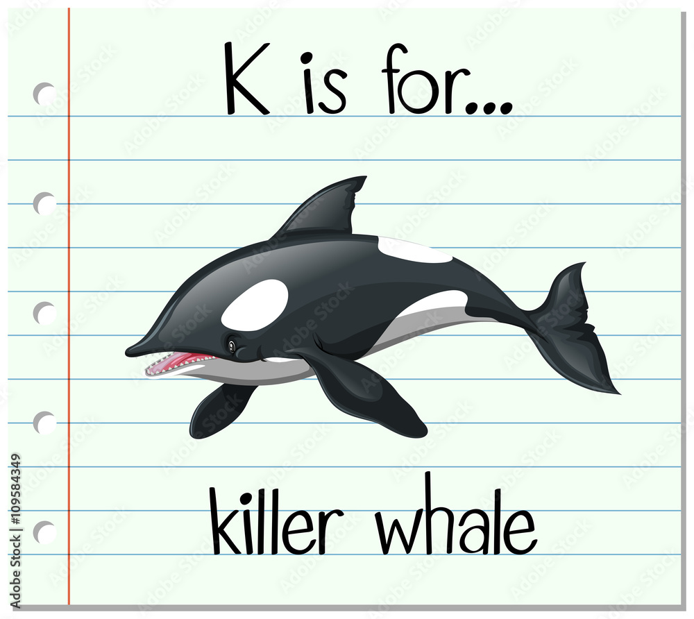 Flashcard letter K is for killer whale