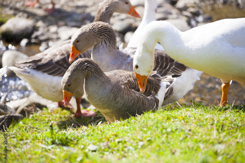 Geese grazing on pasture.