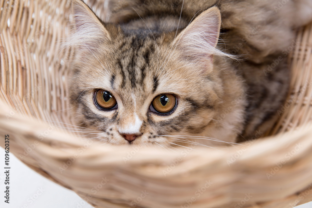 Lovely tabby persian cat playing in the basket