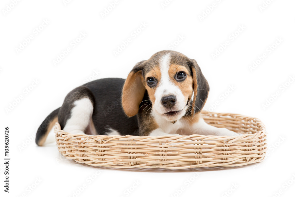 Happy beagle puppy playing hide and seek in the basket