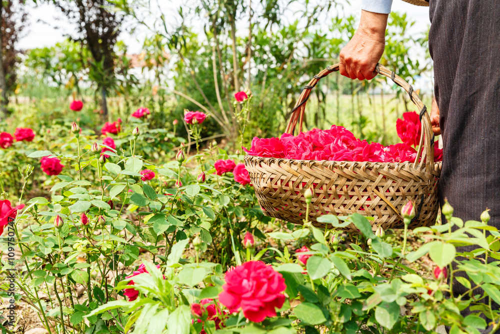 Farmer picking champagne roses on the farm