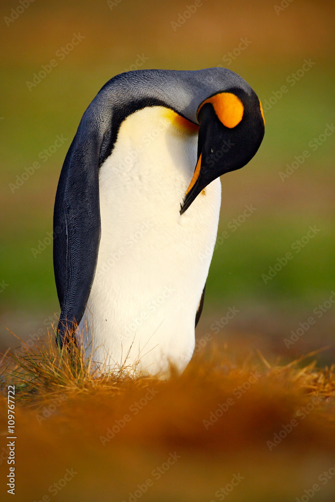 国王企鹅，巴塔哥尼亚Aptenodytes patagonicus，坐在草地上清理羽毛，福克兰群岛。Pengu