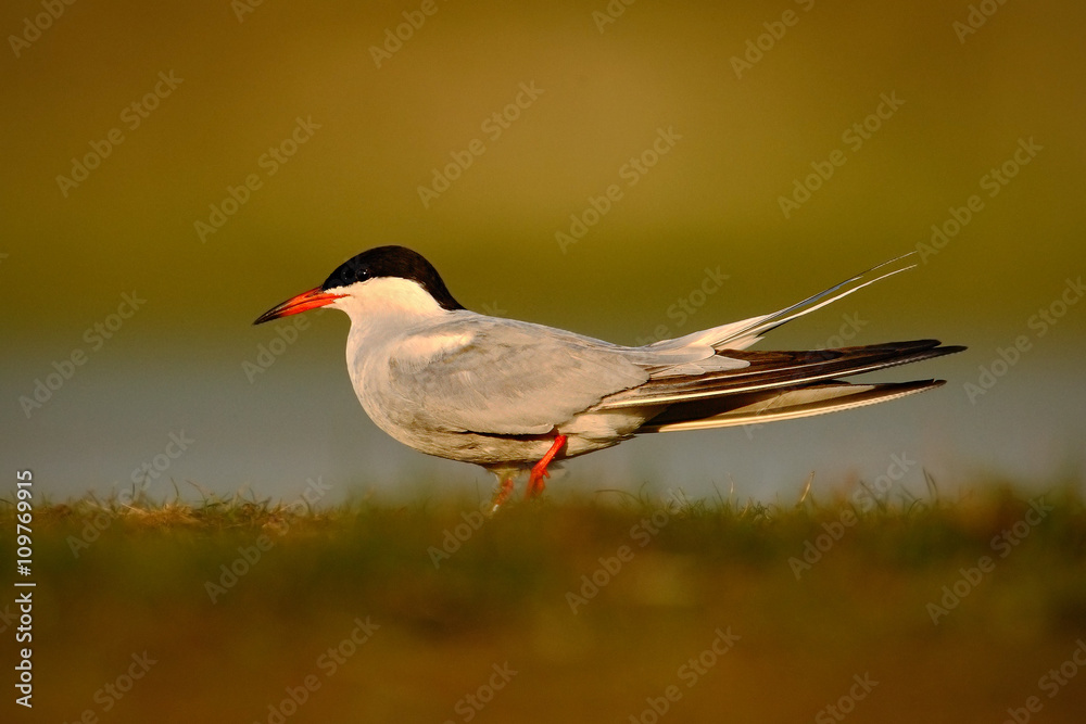 普通燕鸥，Sterna hirundo，是燕鸥科的一种海鸟，属于清澈的自然栖息地。