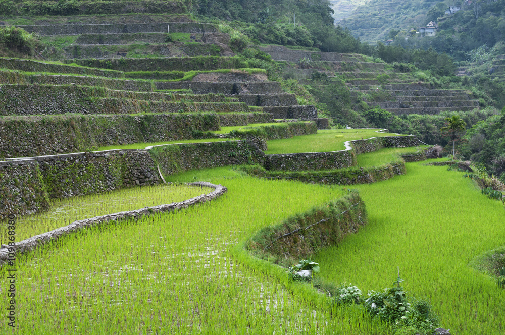 Reisterrassen/Reisterrasen在菲律宾吕宋岛的Batad auf der Insel Luzon的Umgebung von Banaue。