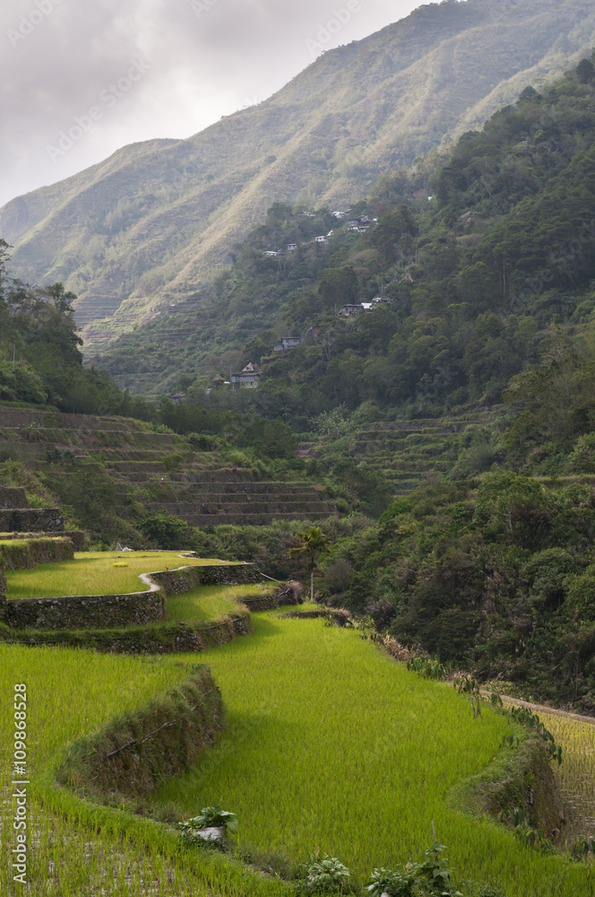 Reisterrassen / Reisterrassen in der Umgebung von Banaue, Batad auf der Insel Luzon, Philippinen.