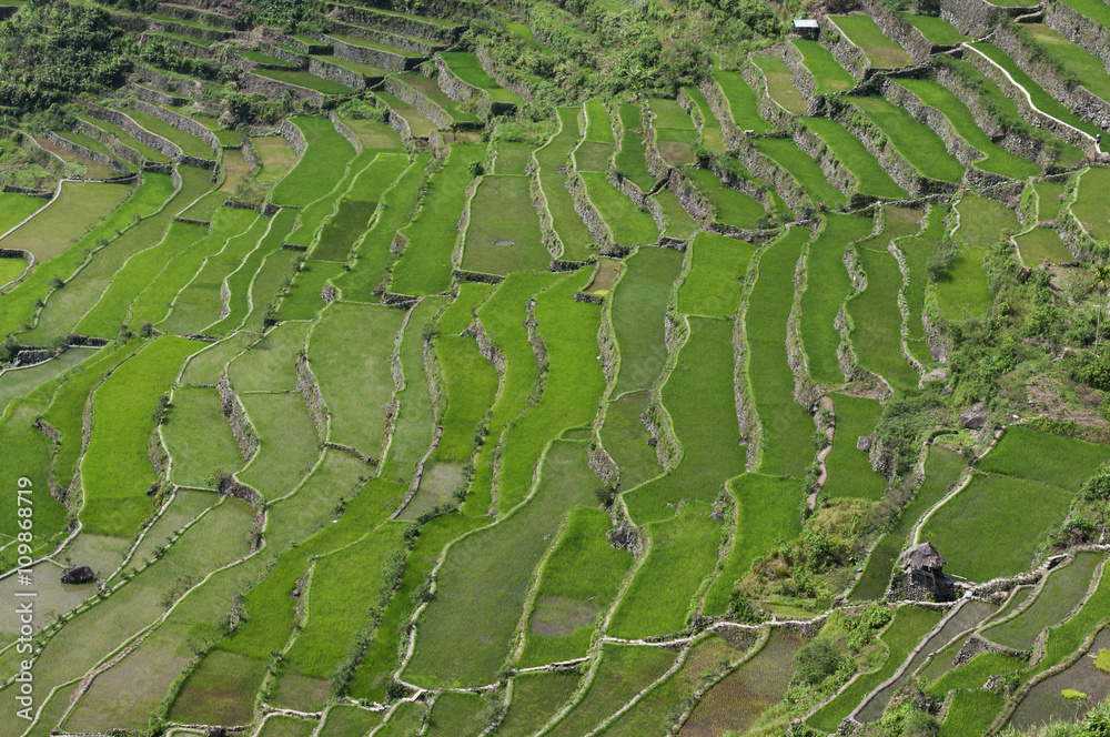 Reisterrassen / Reisterrassen in der Umgebung von Batad auf der Insel Luzon, Philippinen.