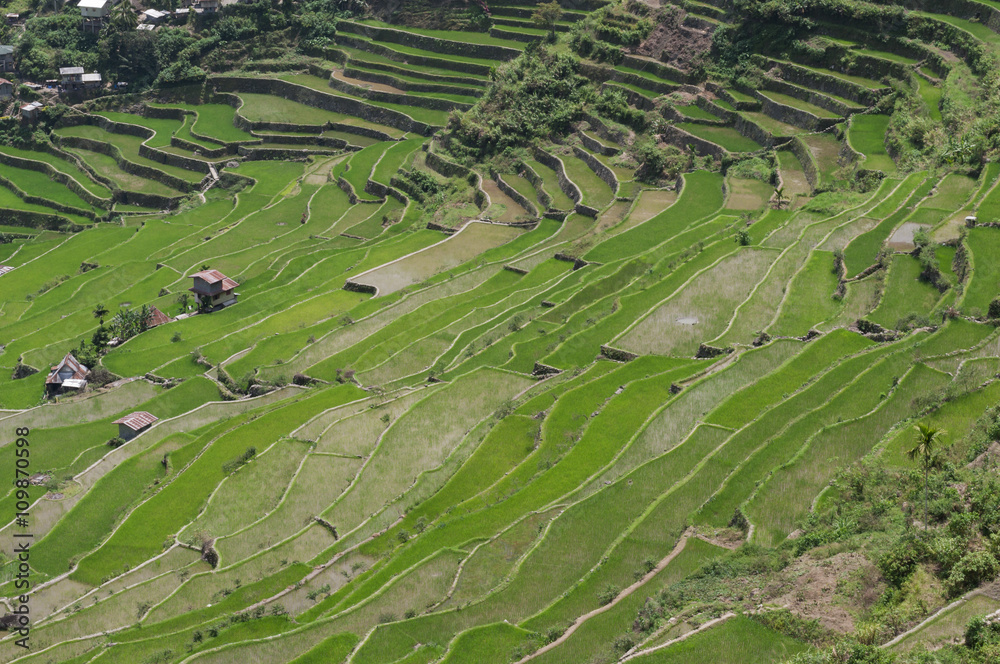 Reisterrassen/Reisterrasen在菲律宾吕宋岛Insel的Umgebung von Batad auf。