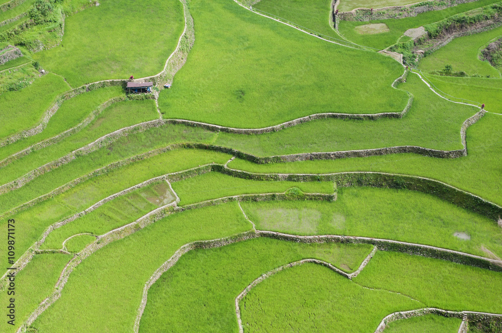 Reisterrassen/Reisterrasen位于菲律宾吕宋岛的巴拿埃岛Umgebung von Banaue。