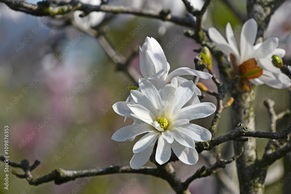 白玉兰花特写