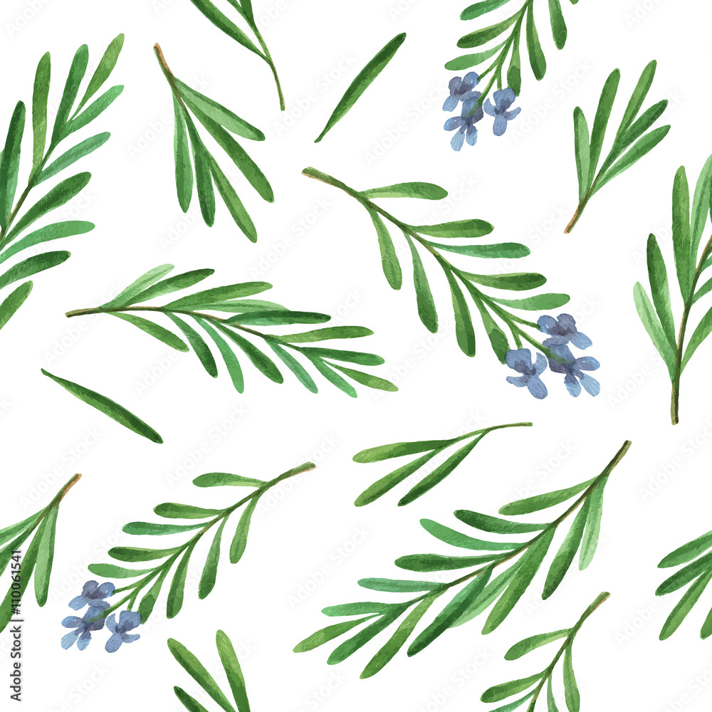 Watercolor vector seamless pattern hand drawn herb rosemary.