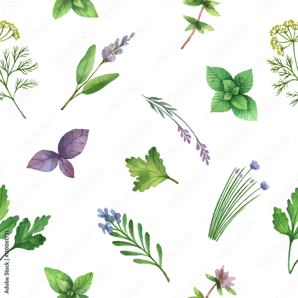 Watercolor vector seamless pattern hand drawn herb .