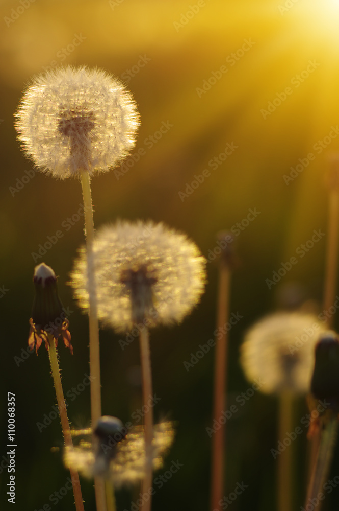 dandelions in the sun