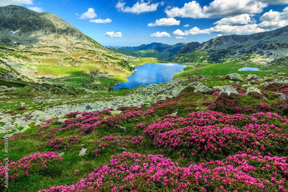 Spectacular rhododendron flowers and Bucura mountain lakes,Retezat mountains,Romania