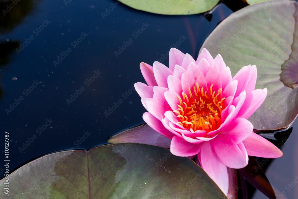 平静的池塘里的粉色莲花，俯视图。