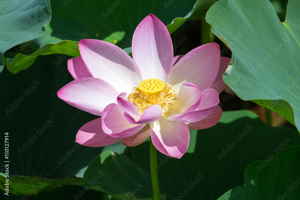 Pink lotus blossom in the garden