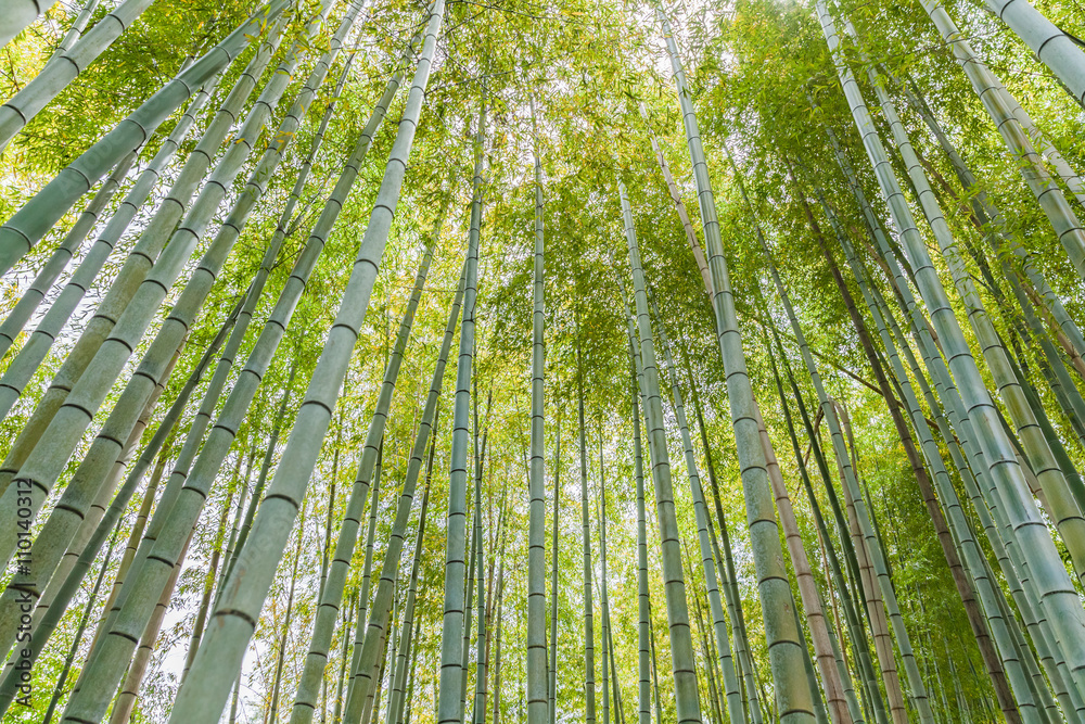 京都荒山旅游区美丽的竹林……