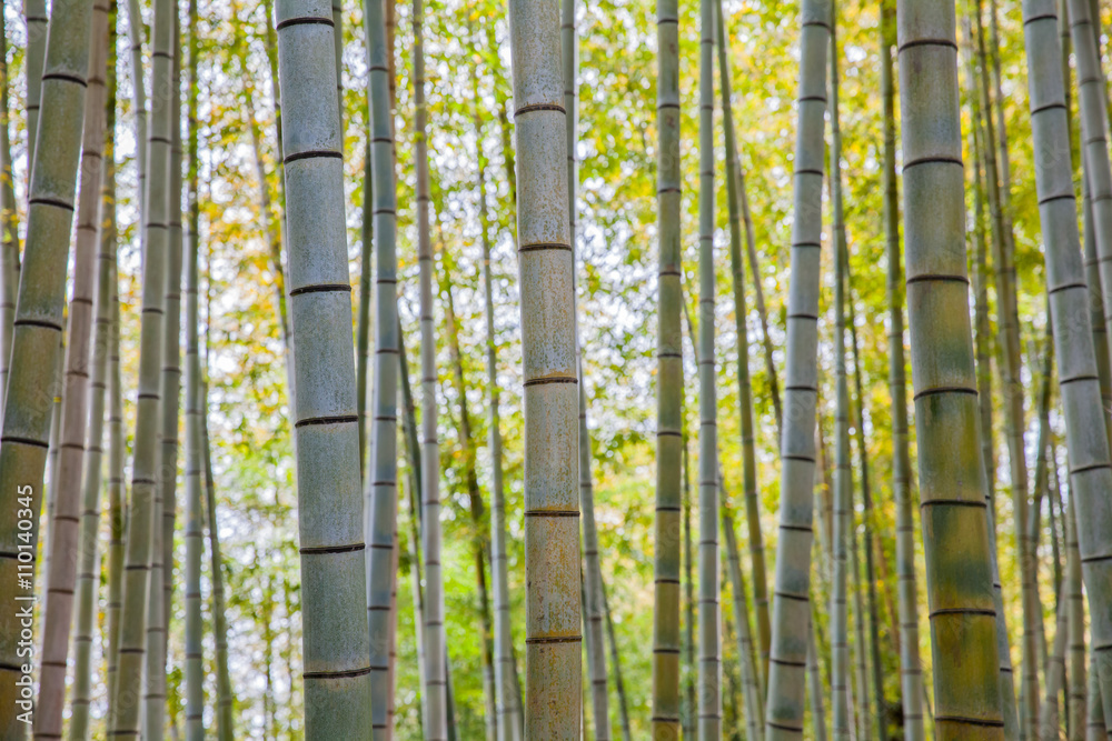 京都荒山旅游区美丽的竹林……