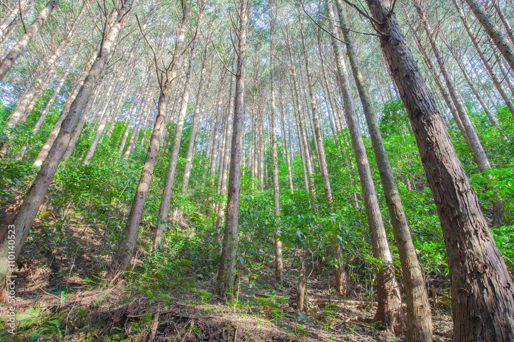 Big tree at mountain forest in summer