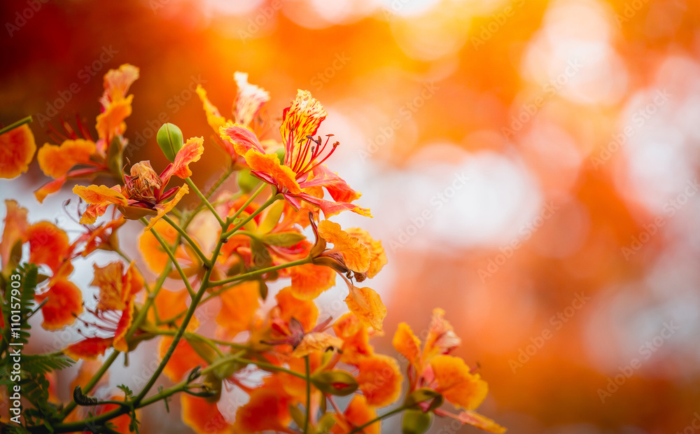 近距离观察橙色的Royal Poinciana，Flam boyant，The Flame Tree