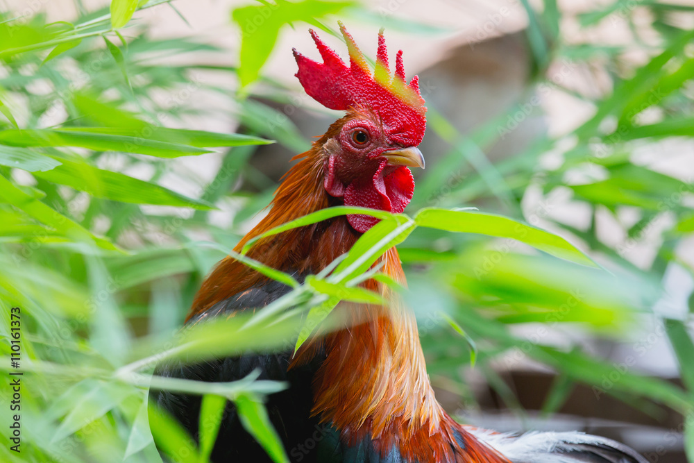 close up portrait of bantam chicken, poultry