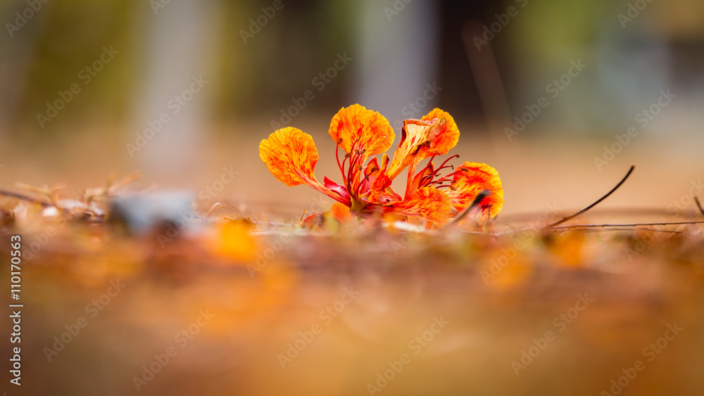 近距离观察地面上的橙色Royal Poinciana，Flam boyant，火焰树