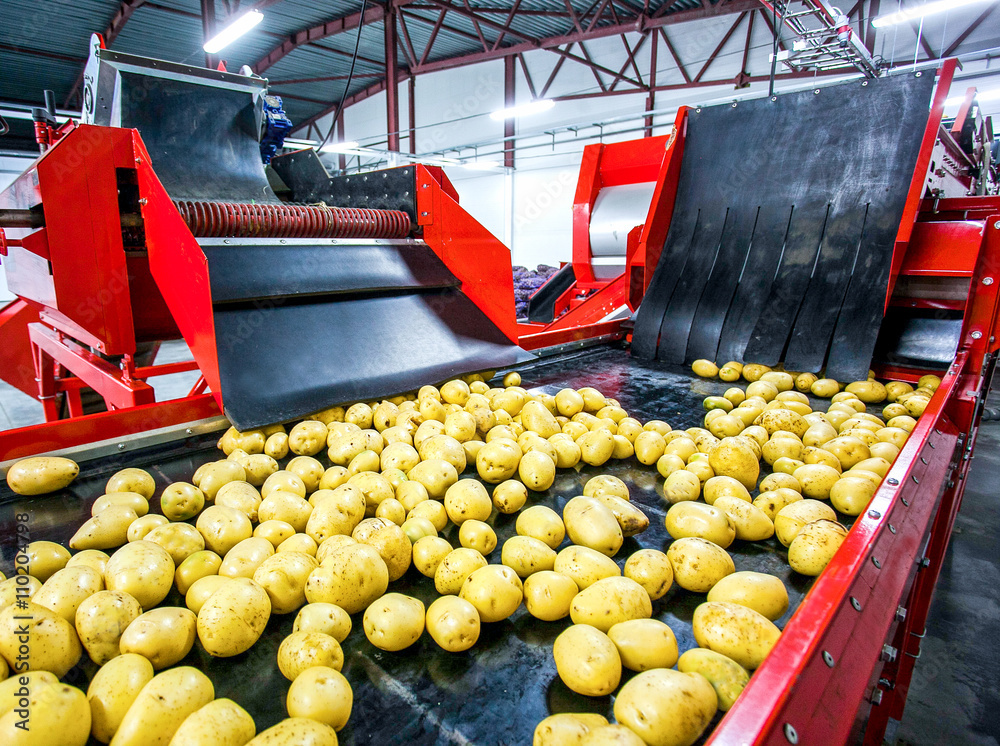 Potato sorting, processing and packing factory