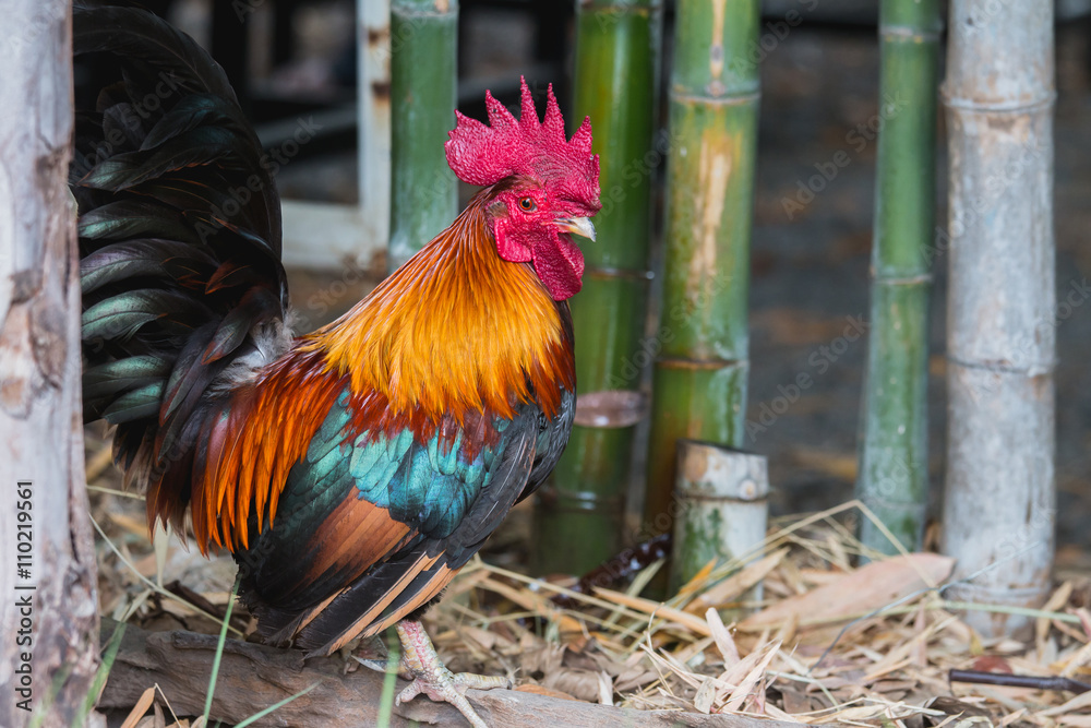 close up portrait of bantam chicken, poultry