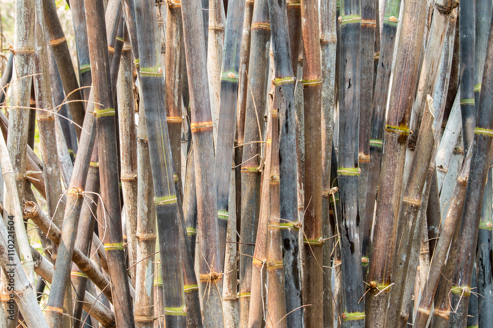 clumping bamboo, Back bamboo, bamboo species that are rare.