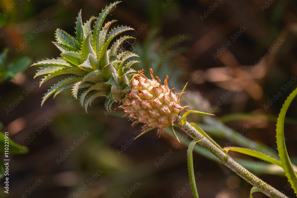 Ornamental Pineapple plant