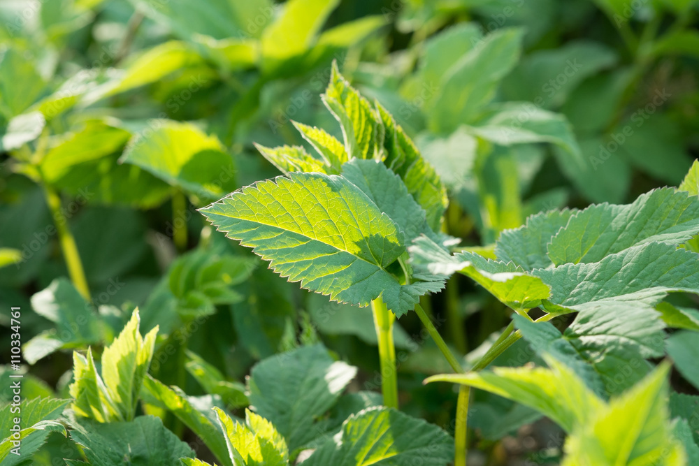 地接骨木或粗花——野生食用和药用多年生草本植物
1463780030,矢量花卉卡片