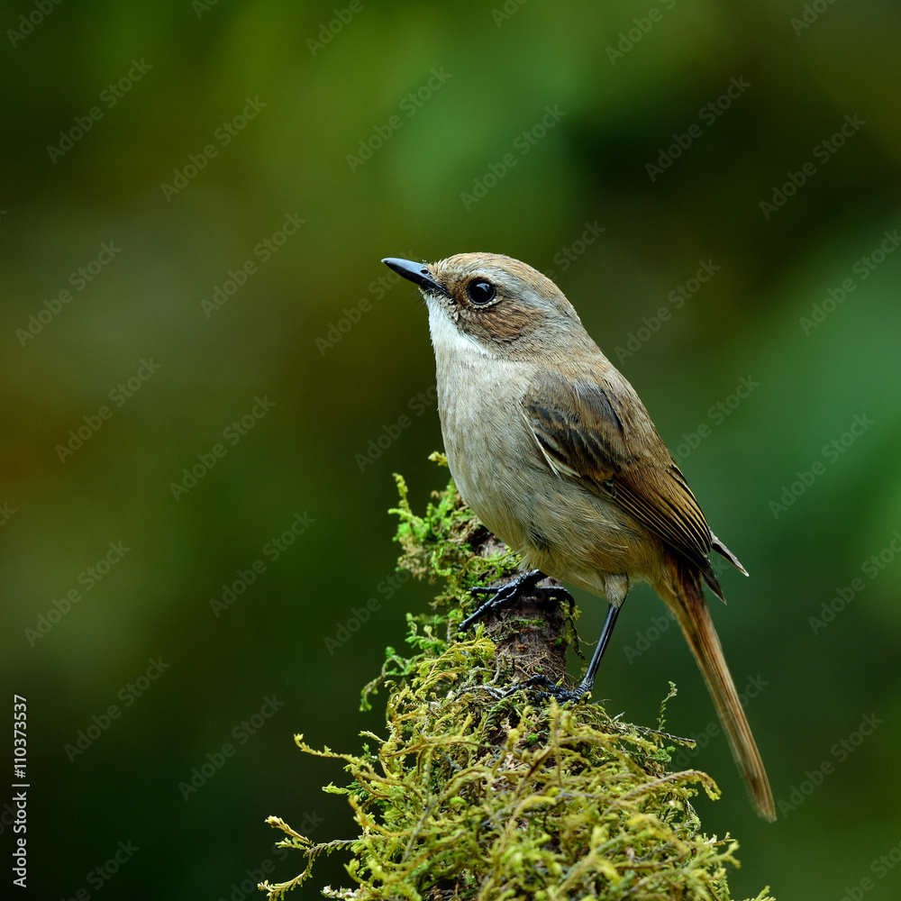 Grey Bush Chat的雌性（Saxicola ferreus）美丽的棕色