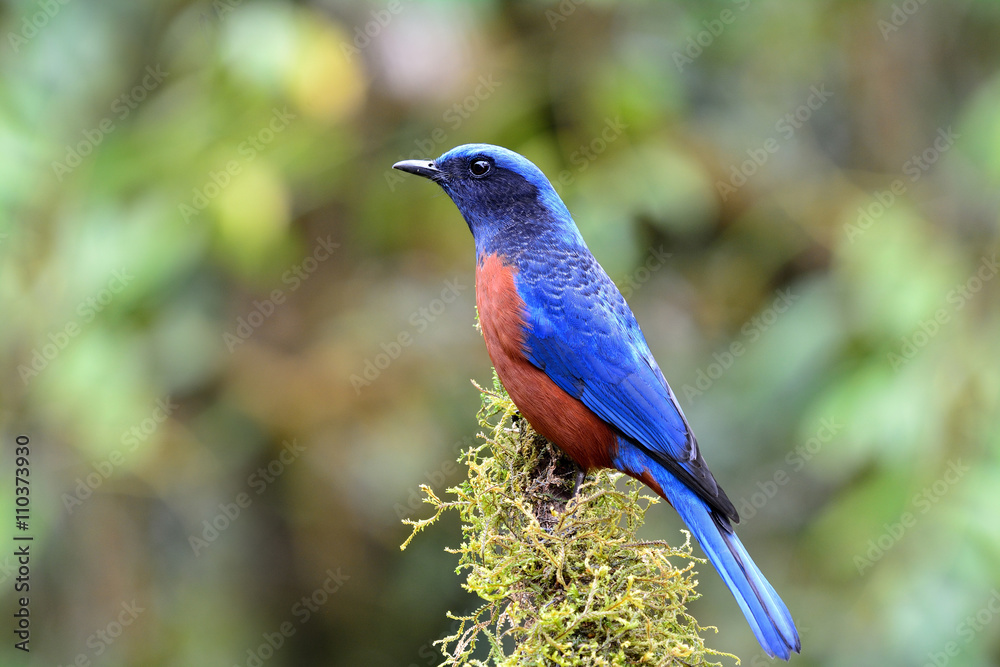 栗腹岩画眉（Monticola rufiventris）雄性